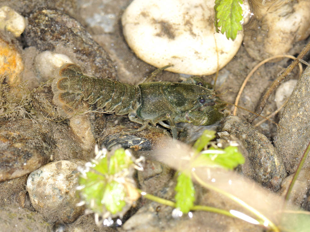 Austropotamobius pallipes o italicus?